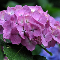 微信头像花朵图片大全(精选20张)