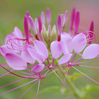 微信头像花朵图片大全(精选20张)