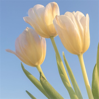 微信头像花朵图片大全(精选20张)