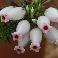 微信头像花朵图片大全(精选20张)