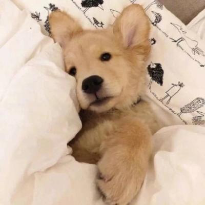 呆萌搞笑的狗狗情侣头像图片(共20张)