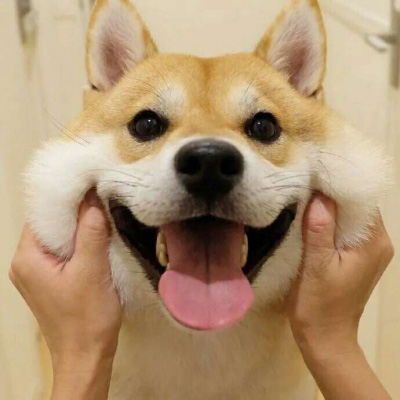 呆萌搞笑的狗狗情侣头像图片(共20张)