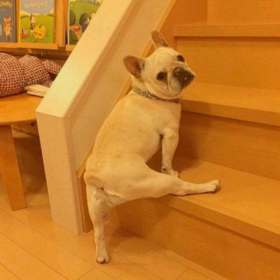 呆萌搞笑的狗狗情侣头像图片(共20张)