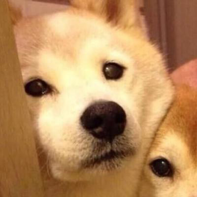 呆萌搞笑的狗狗情侣头像图片(共20张)