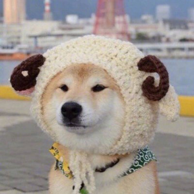 呆萌搞笑的狗狗情侣头像图片(共20张)