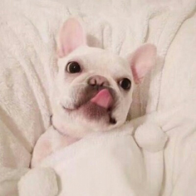 呆萌搞笑的狗狗情侣头像图片(共20张)