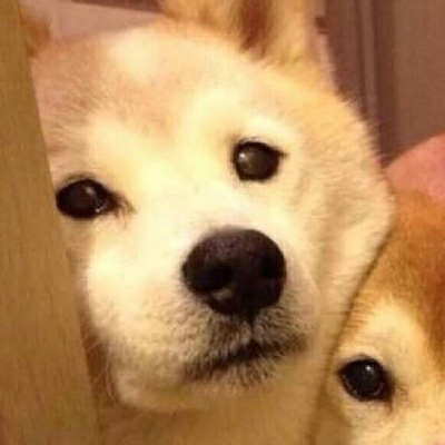 呆萌搞笑的狗狗情侣头像图片(共20张)