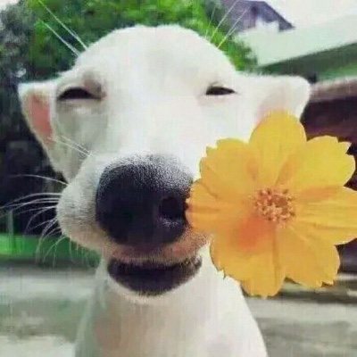 呆萌搞笑的狗狗情侣头像图片(共20张)