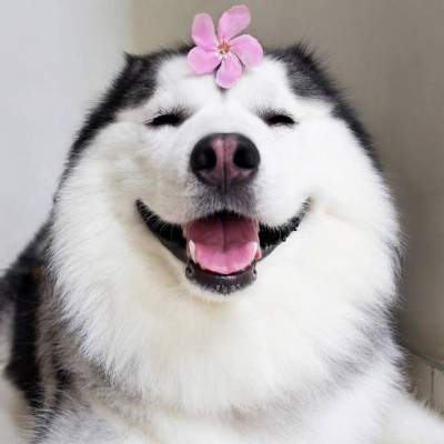 呆萌搞笑的狗狗情侣头像图片(共20张)