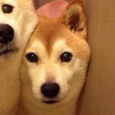 一狗一女左右情侣头像(精选18张)