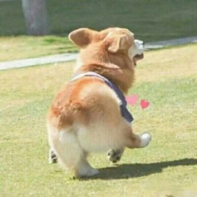 一狗一女左右情侣头像(精选18张)