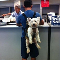 帅气男生抱可爱小动物头像精选图片(精选36张)