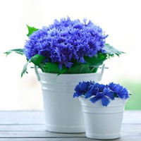 高清清新的干净简单静物头像图片(共20张)