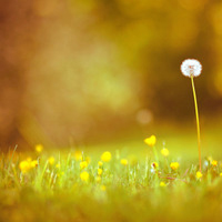 高清清新的干净简单静物头像图片(共20张)