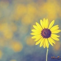 高清清新的干净简单静物头像图片(共20张)