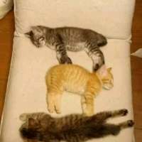 喵星人微博个性头像图片(优选16张)