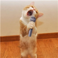 喵星人微博个性头像图片(优选16张)