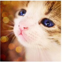 喵星人微博个性头像图片(优选16张)