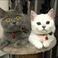 喵星人微博个性头像图片(优选16张)