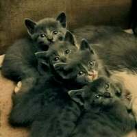 喵星人微博个性头像图片(优选16张)