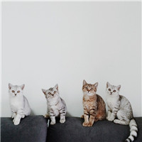 喵星人微博个性头像图片(优选16张)