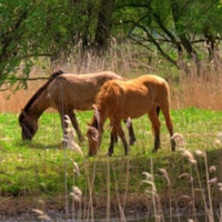 骏马微信头像图片大全(优选22张)