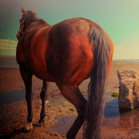 骏马微信头像图片大全(优选22张)