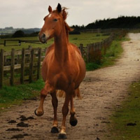 骏马微信头像图片大全(优选22张)