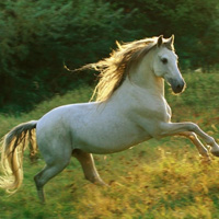 骏马微信头像图片大全(优选22张)