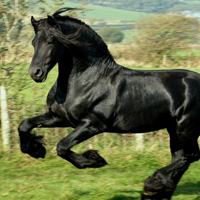 骏马微信头像图片大全(优选22张)