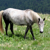 骏马微信头像图片大全(优选22张)