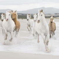 骏马微信头像图片大全(优选22张)