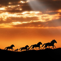 骏马微信头像图片大全(优选22张)