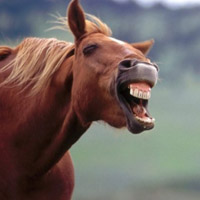 骏马微信头像图片大全(优选22张)