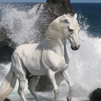骏马微信头像图片大全(优选22张)