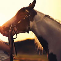 骏马微信头像图片大全(优选22张)