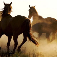 骏马微信头像图片大全(优选22张)