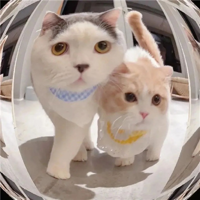 简单又幸福的卡通情侣头像(共16张)