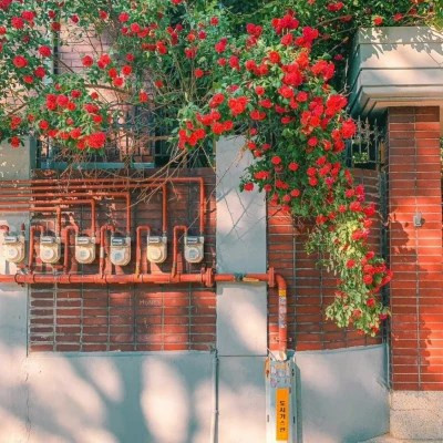 高清好看的2023微信头像简单清新图片(共18张)