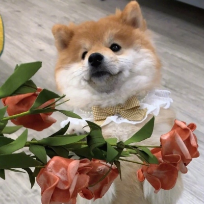 有没有又搞怪又可爱的微信头像(共14张)