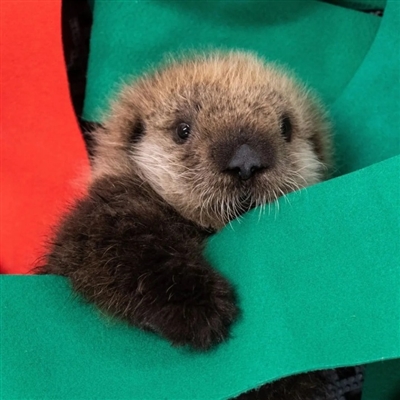 又沙雕又可爱的微信头像(优选16张)