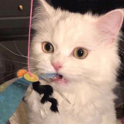 又沙雕又可爱的微信头像(优选16张)