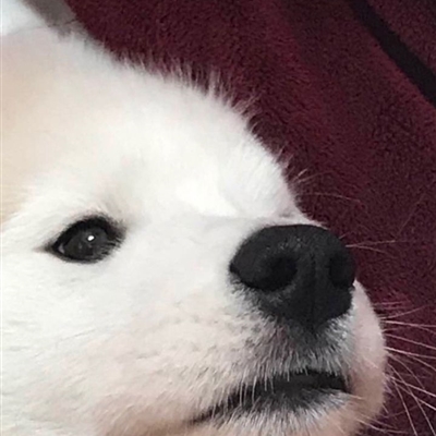 又沙雕又可爱的微信头像(优选16张)