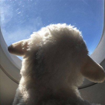 又沙雕又可爱的微信头像(优选16张)