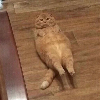 又沙雕又可爱的微信头像(优选16张)