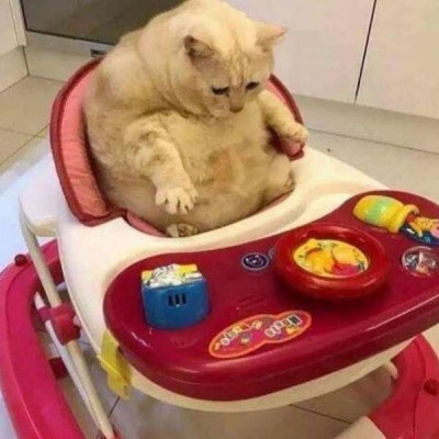 又沙雕又可爱的微信头像(优选16张)