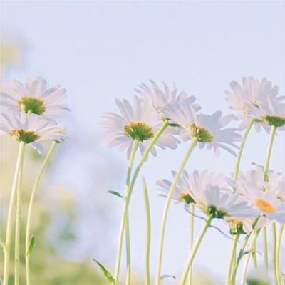 又简单又好看的头像(优选24张)