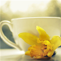 清新淡雅的图片头像(33张)