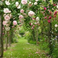 清新淡雅的图片头像(33张)