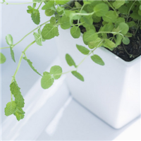 清新淡雅的图片头像(33张)